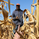 Resettled farmer harvests maize near Chinhoyi, Zimbabwe, –